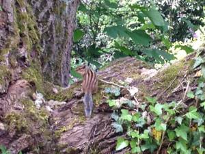 FOLON BALADE AQUA 21 MAI 2016 (7)